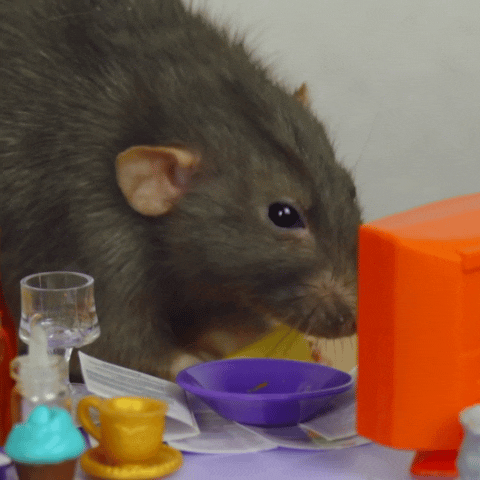 Caaju™ Smart Ultrasonic Mouse & Rat Repeller